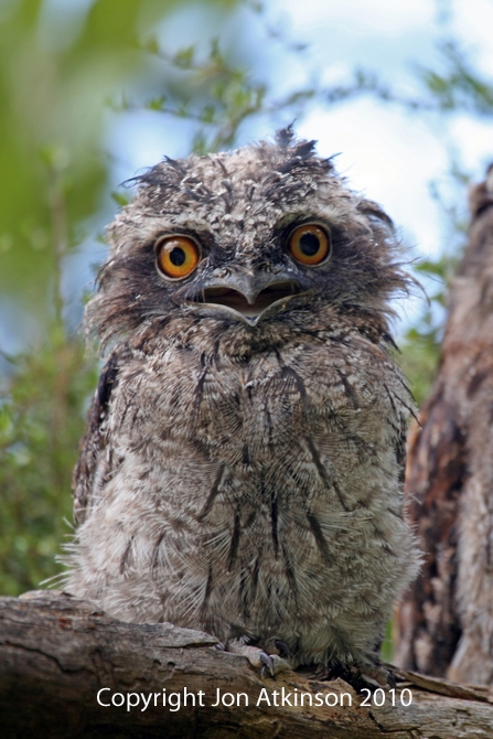 Tawny Frogmouth Tawny Frogmouth